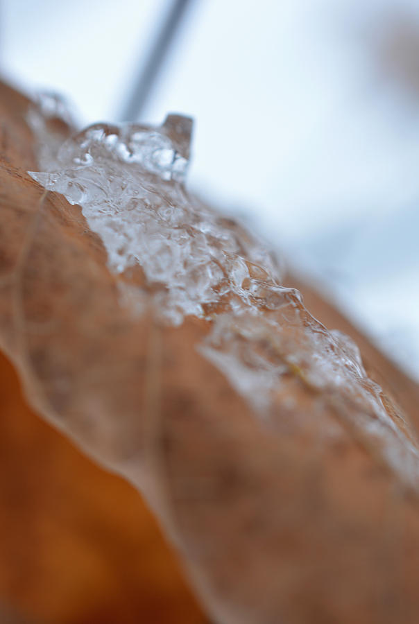 Icing - Vertical Photograph by Richard Andrews