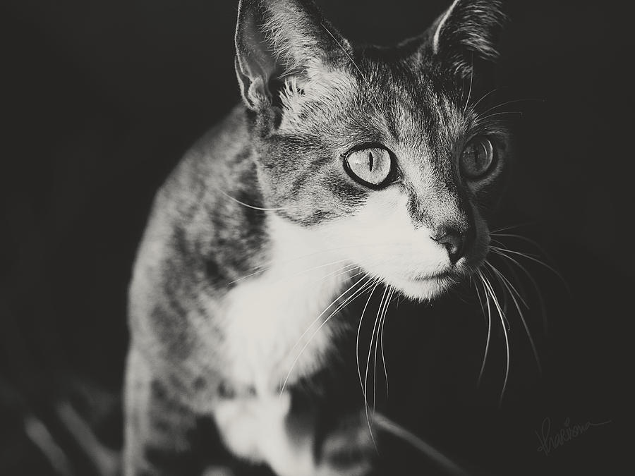 Grey Cat Photograph - Ickis The Cat by Kharisma Sommers Grey Cat Photograph - Ickis The Cat by Kharisma Sommers