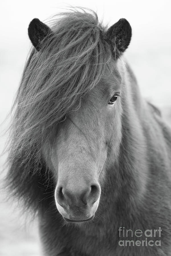 Iclelandic Horse Close Up bw Photograph by Jerry Fornarotto