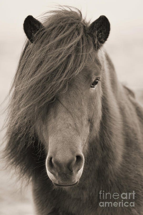 Iclelandic Horse Close Up bw Sepia Photograph by Jerry Fornarotto