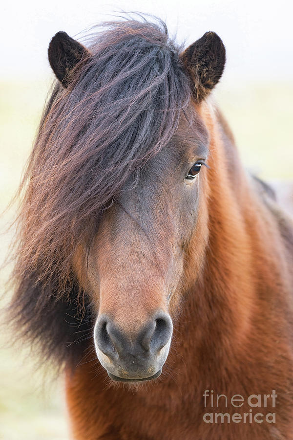 Iclelandic Horse Close Up Photograph by Jerry Fornarotto