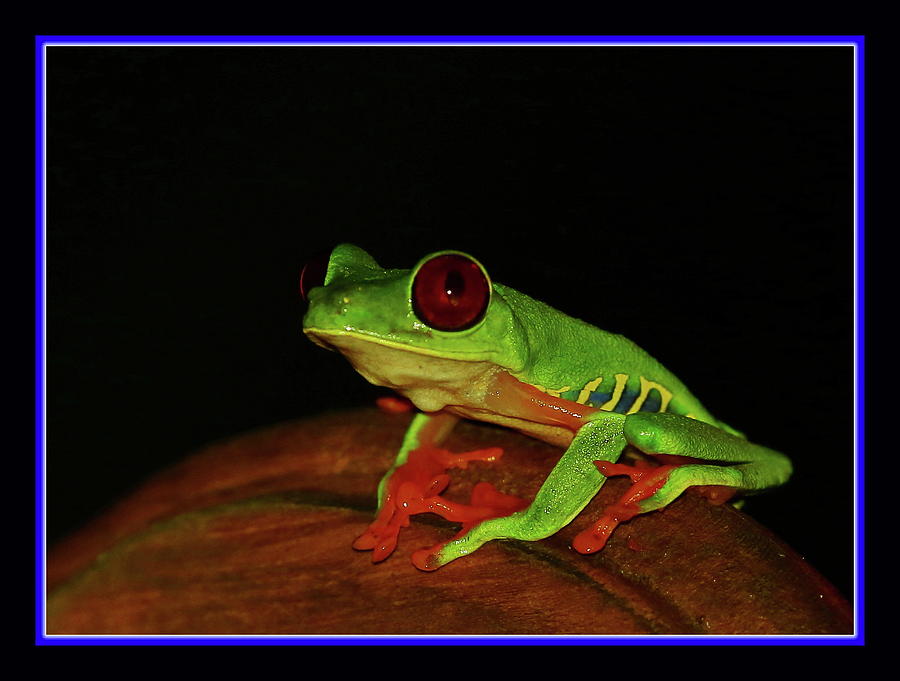 Frog Photograph - Icon by Erin Thomsen
