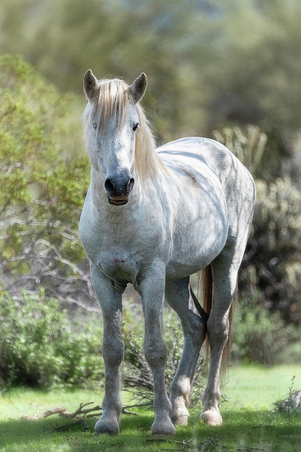 Iconic Arizona Stallion  Photograph by Saija Lehtonen