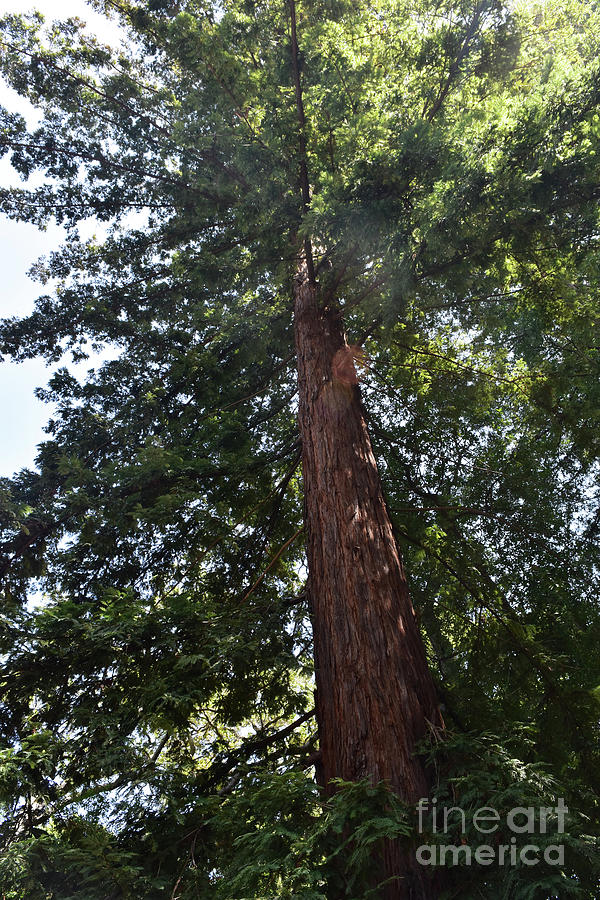 Iconic Redwood Trees in Santa Barbara California Photograph by DejaVu Designs
