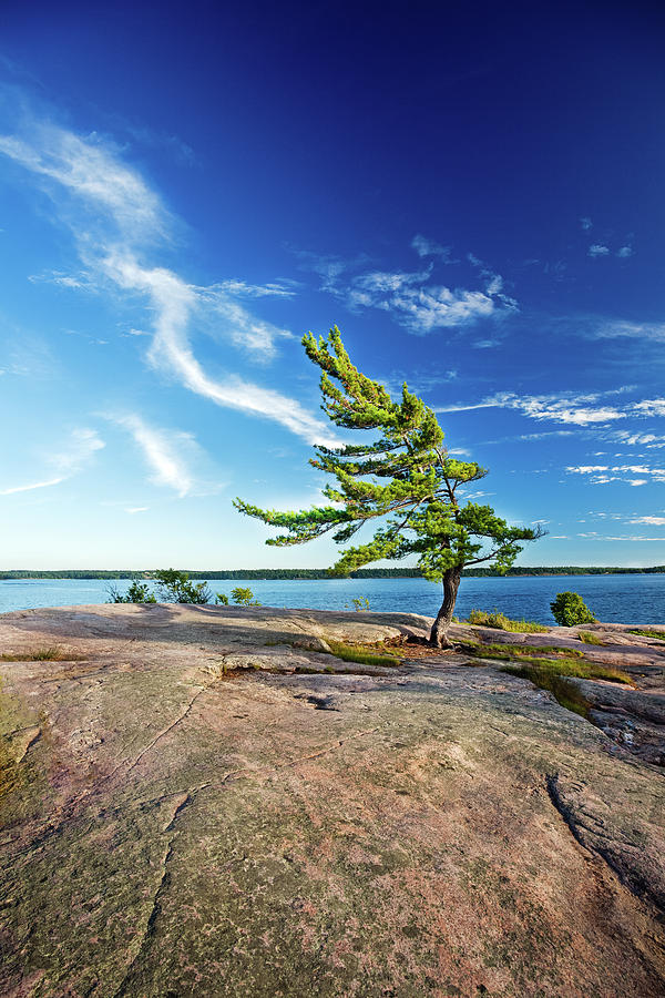 Windswept / Windswept Trees | Various things will cause a growth ...