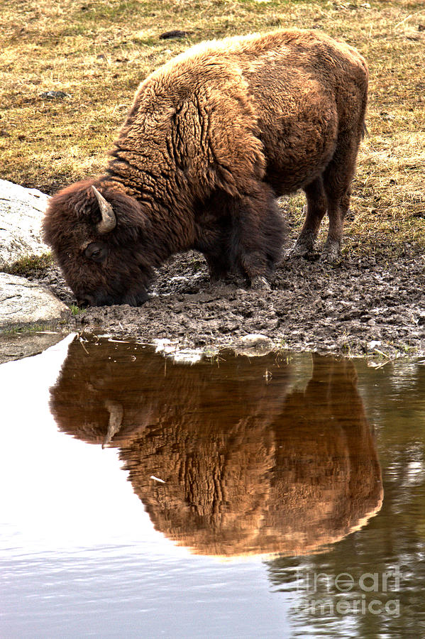 Iconic Yellowstone Reflections Photograph by Adam Jewell