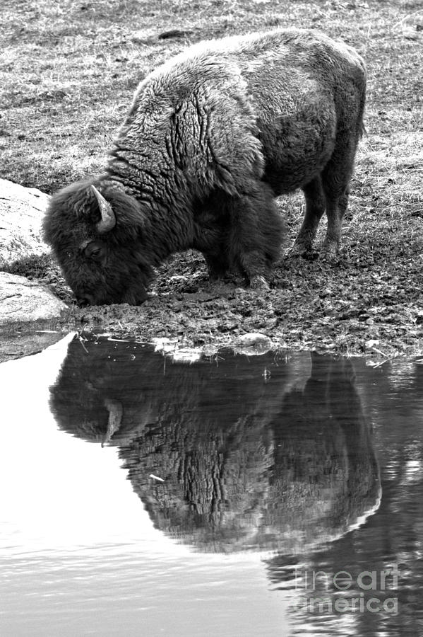 Iconic Yellowstone Reflections Black And White Photograph by Adam Jewell