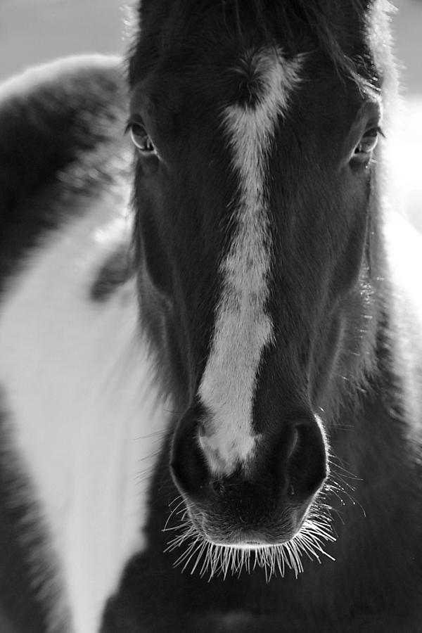 Horse Photograph - iContact by Evelina Kremsdorf