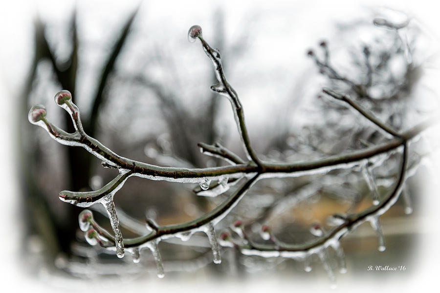 Icy Branch Photograph by Brian Wallace