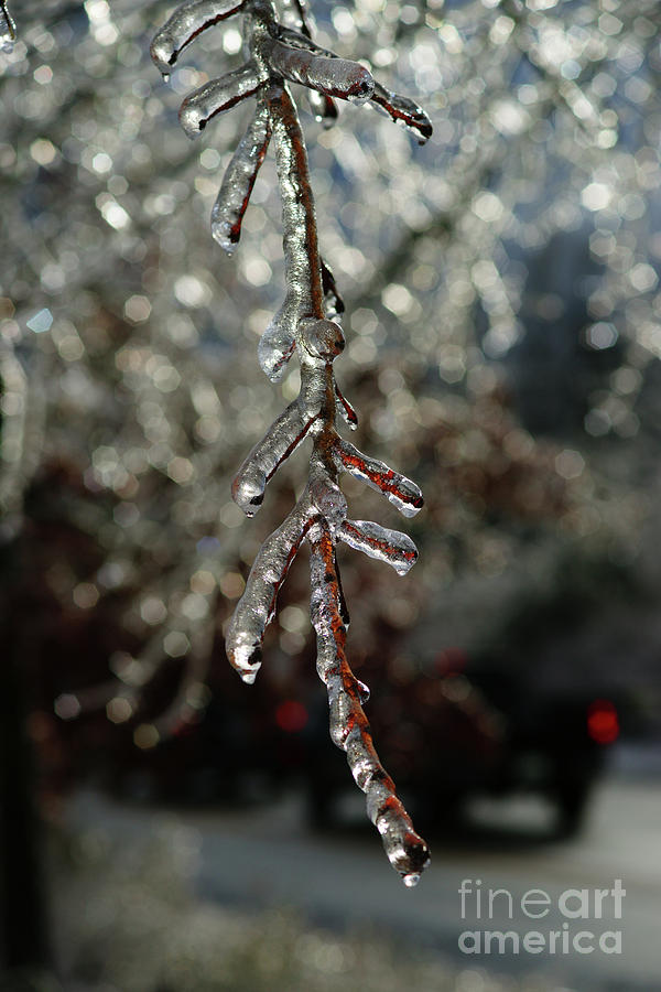 Icy Branch Photograph by Randy Harris