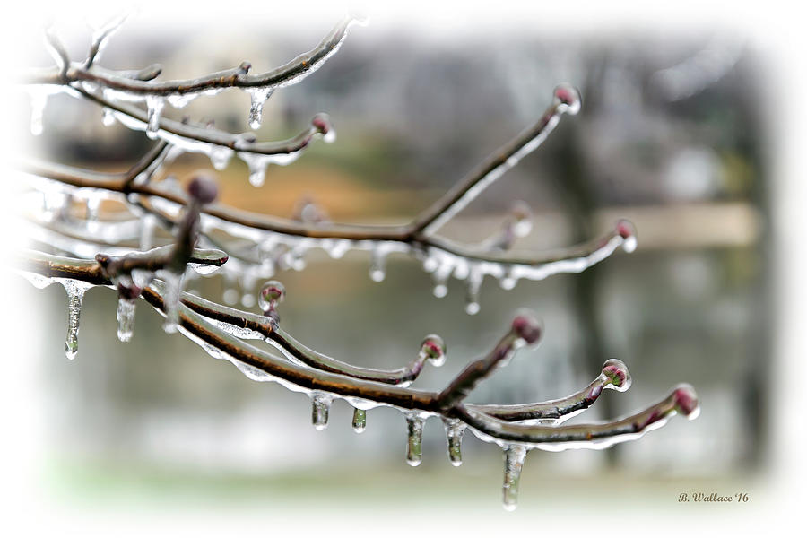 Icy branches Photograph by Brian Wallace