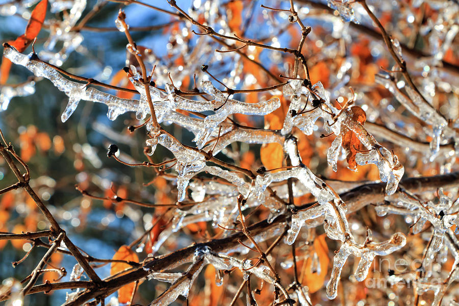 Icy Branches Photograph by Elizabeth Dow