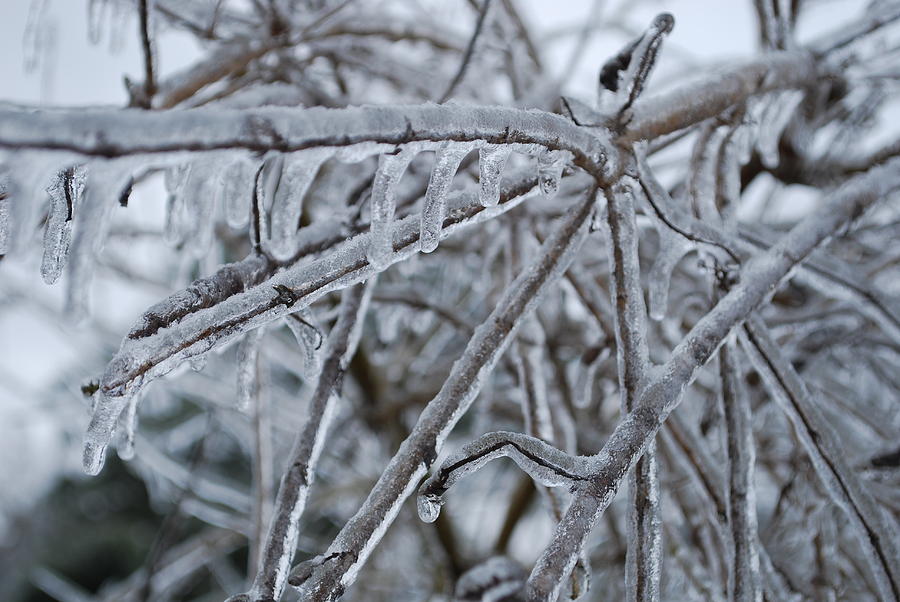 Icy Branches Photograph by Emily Page