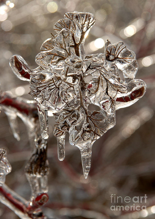 Icy Branches Photograph by JT Lewis