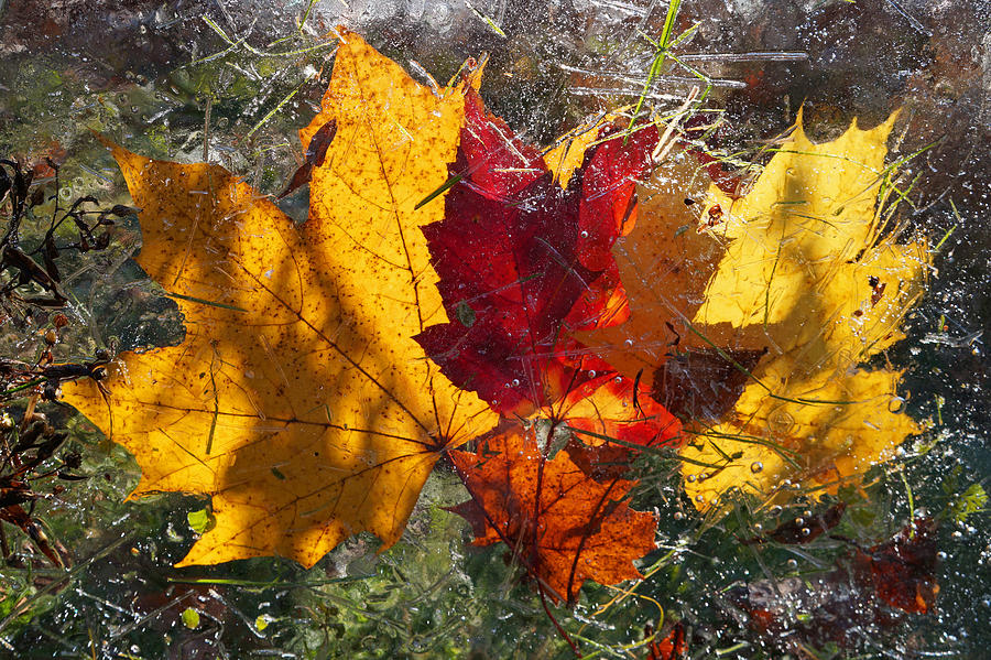 Fall Photograph - Leaves Trough The Ice by Elena Shapiro