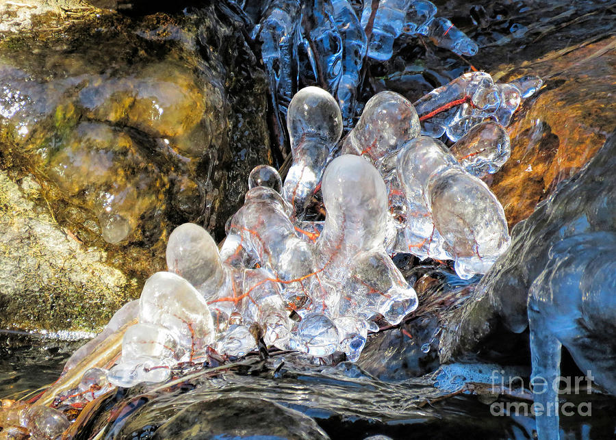 Icy Creatures Photograph by Janice Drew