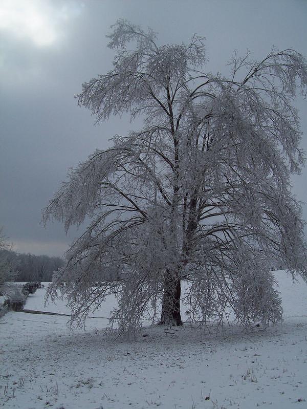 Icy Day Photograph by Whitney Christensen - Fine Art America