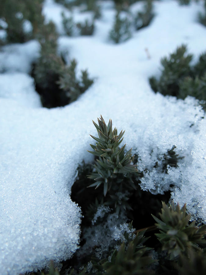 Icy Evergreen Photograph by Laurel Powell