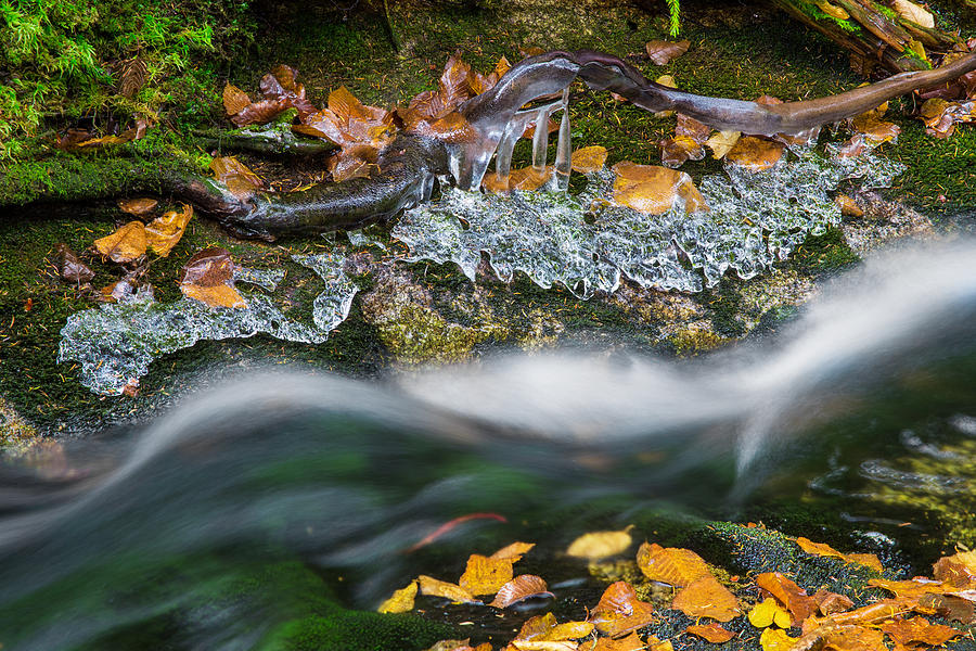 Icy Foliage Stream Photograph by White Mountain Images