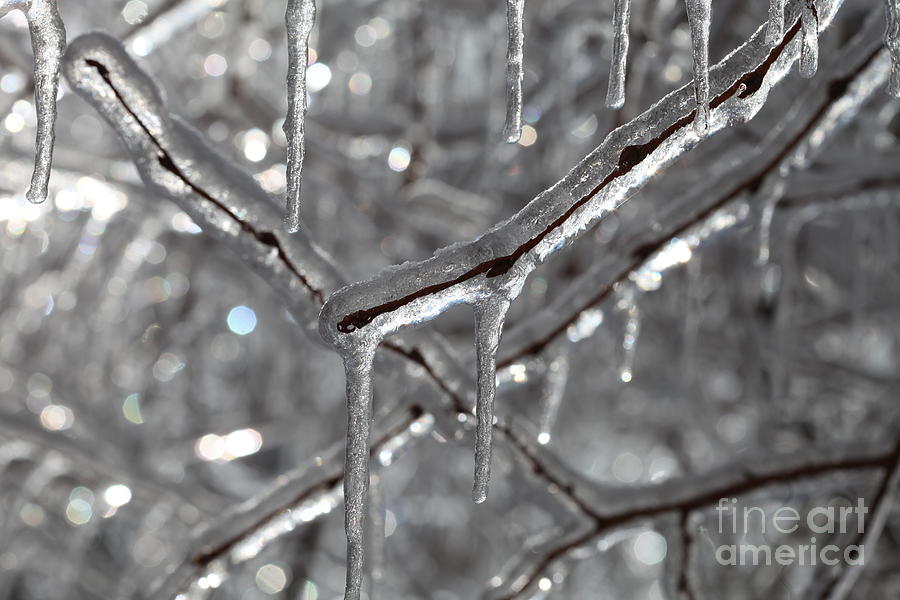 Icy Glitters Photograph by Nadine Rippelmeyer
