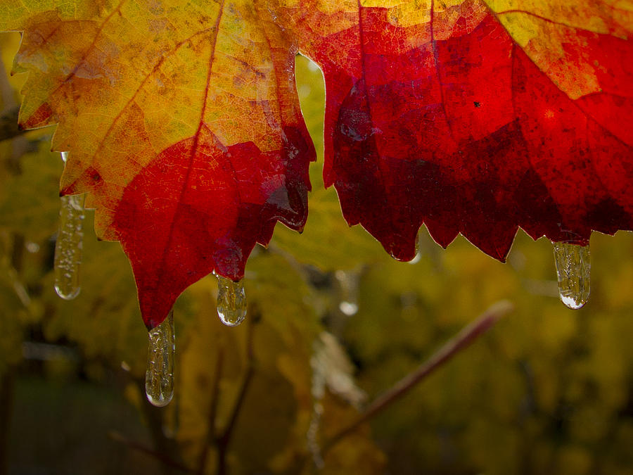 Icy Grape Leaves Photograph by Jean Noren