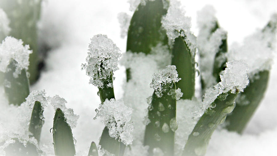 Icy Hyacinths Photograph by KATIE Vigil