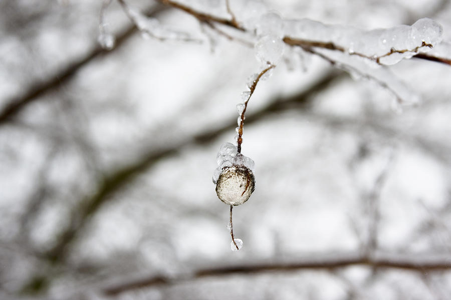 Icy Jewel Photograph by Rebecca Cozart