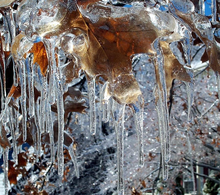 Icy leaves Photograph by Carol Sweetwood