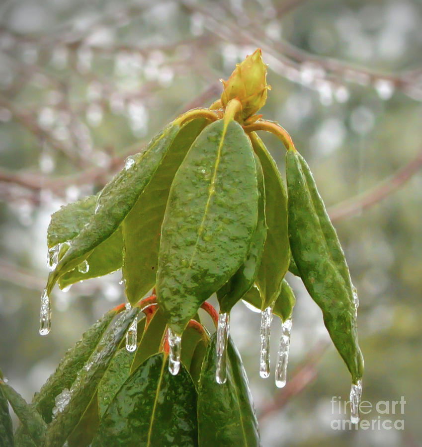Icy Leaves Photograph by Kerri Farley