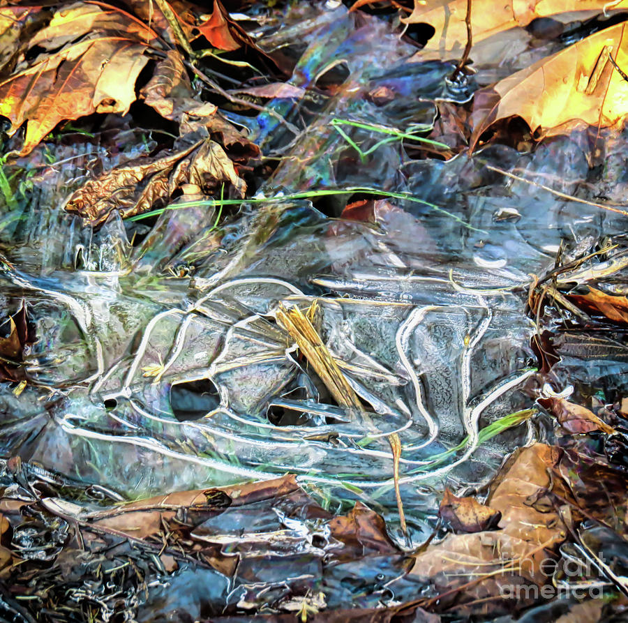 Winter Photograph - Icy Patterns by Kerri Farley