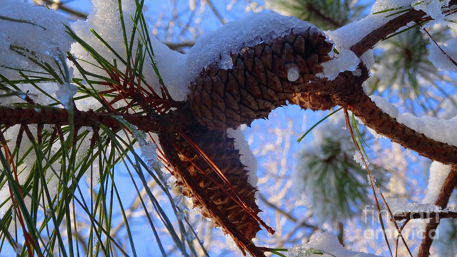 Icy Pine Cones Photograph by Eunice Warfel