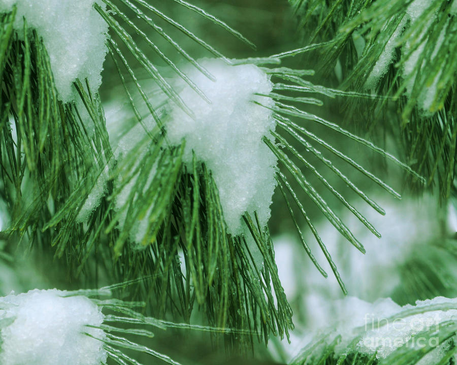 Icy Pine Needles Photograph by Smilin Eyes Treasures