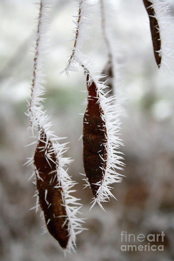 Icy Seed Pods Photograph by Carol Groenen