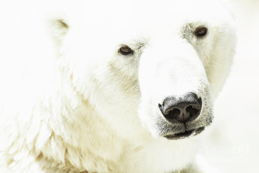 Icy Stare of a Polar Bear Photograph by Ruth Jolly