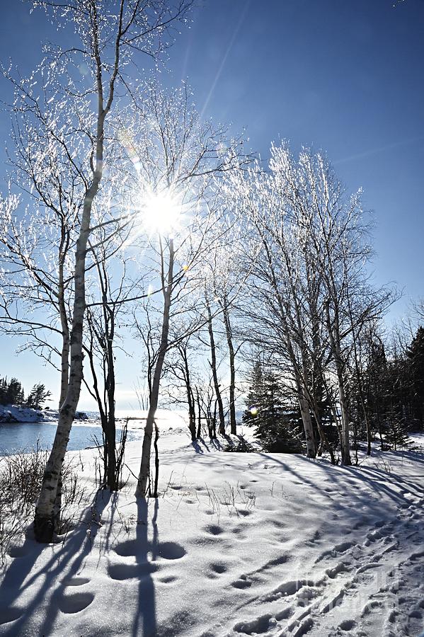 Nature Photograph - Icy Sunburst by Larry Ricker