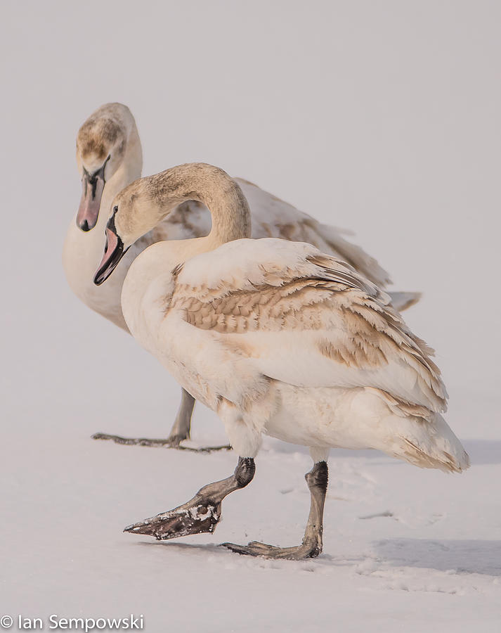 Bird Photograph - Icy Tango by Ian Sempowski