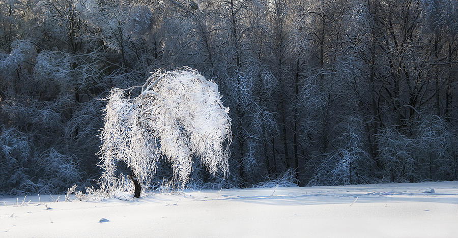 Icy tree Photograph by Gouzel -