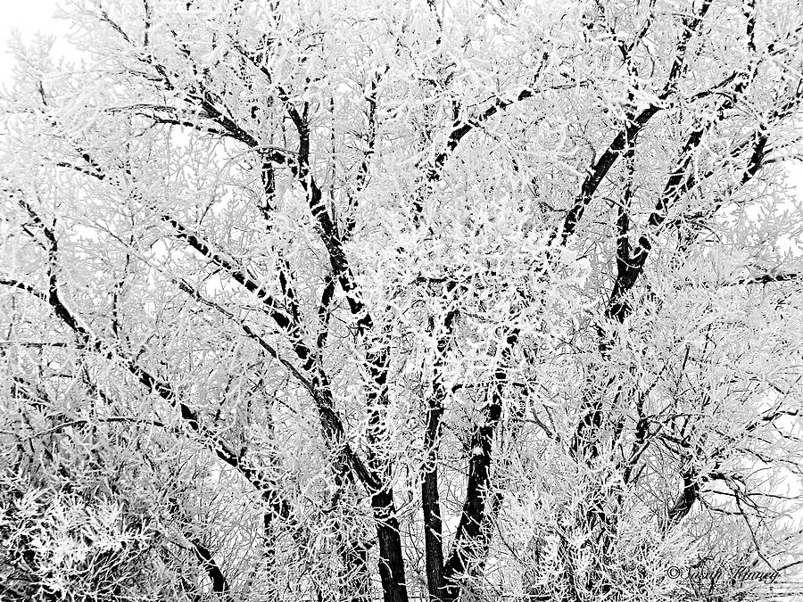 Icy Tree Photograph by Susan Kinney