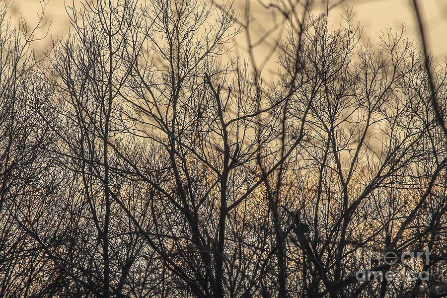 Winter Photograph - Icy trees by Claudia M Photography
