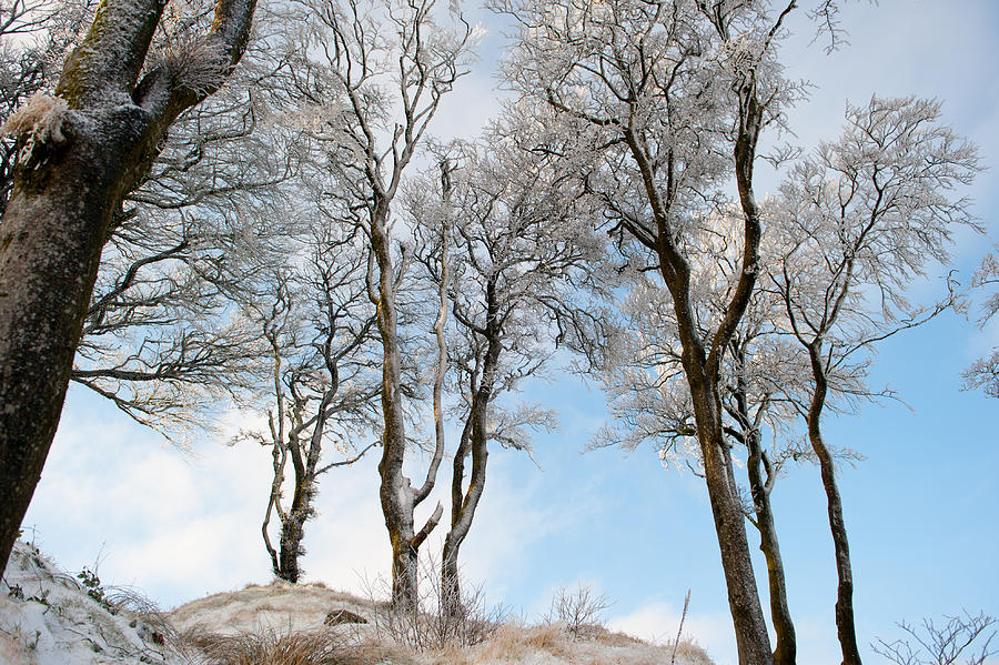 Icy Trees Photograph