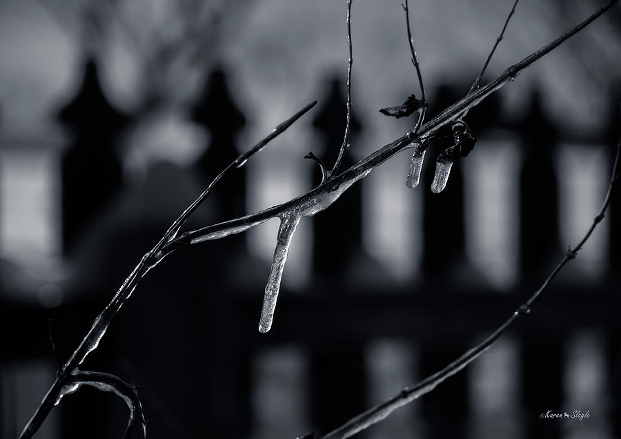 Icy Twig Photograph by Karen Slagle