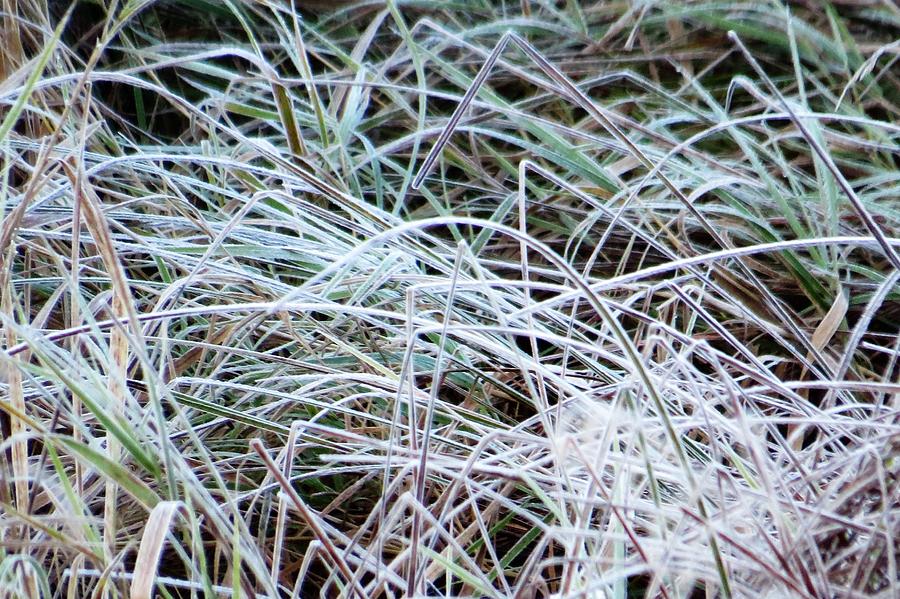 Icy Weeds Photograph by Jeanette Oberholtzer