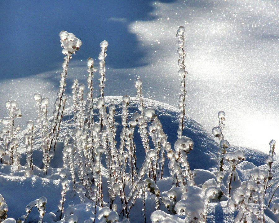 Icy world Photograph by Doris Potter