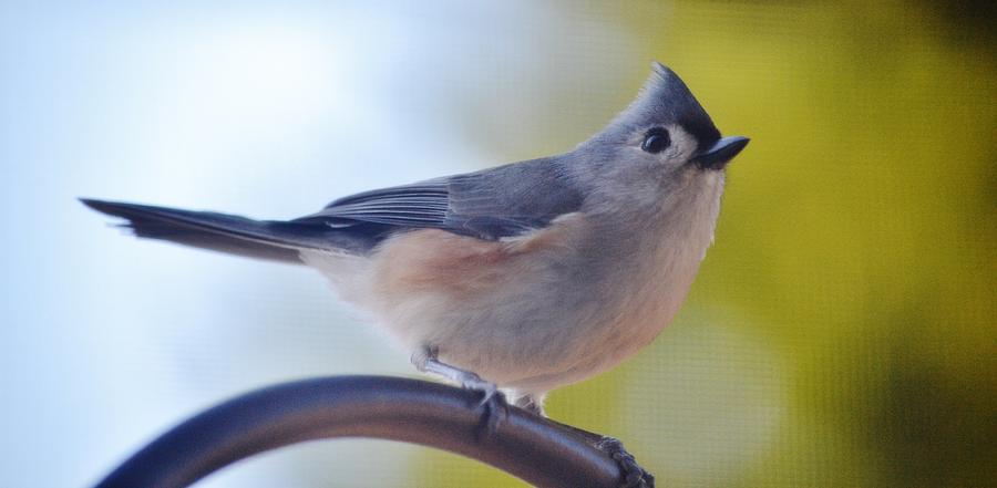 Tufted Titmouse Photograph by Eileen Brymer