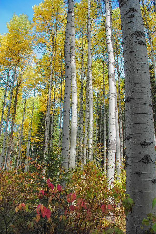 Idaho Aspens Photograph by Megan Martens | Fine Art America