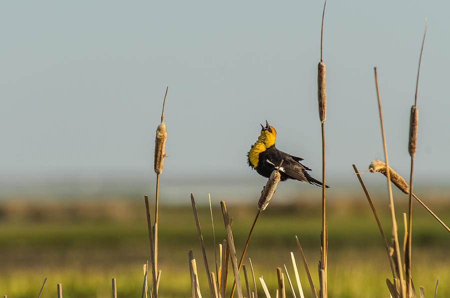 Idaho Blackbird Sings At Sunset Photograph by Yeates Photography