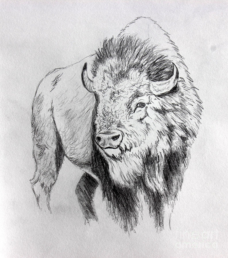 Idaho Buffalo Drawing Sepehri