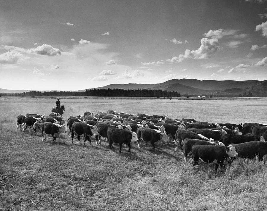 Idaho: Cattle Drive by Granger