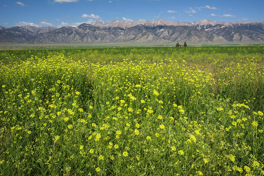 Idaho Field of Wildflowers Photograph by Aaron Spong