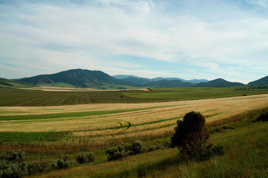 Idaho Fields Photograph by Julia McHugh